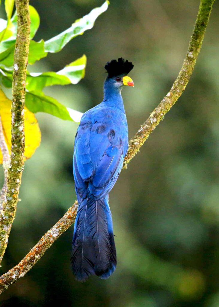 Great Blue Turaco