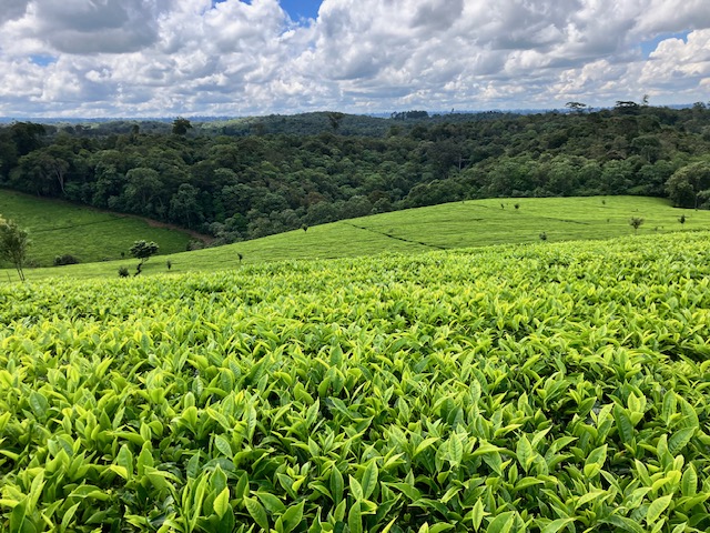 Tea Protection Zone